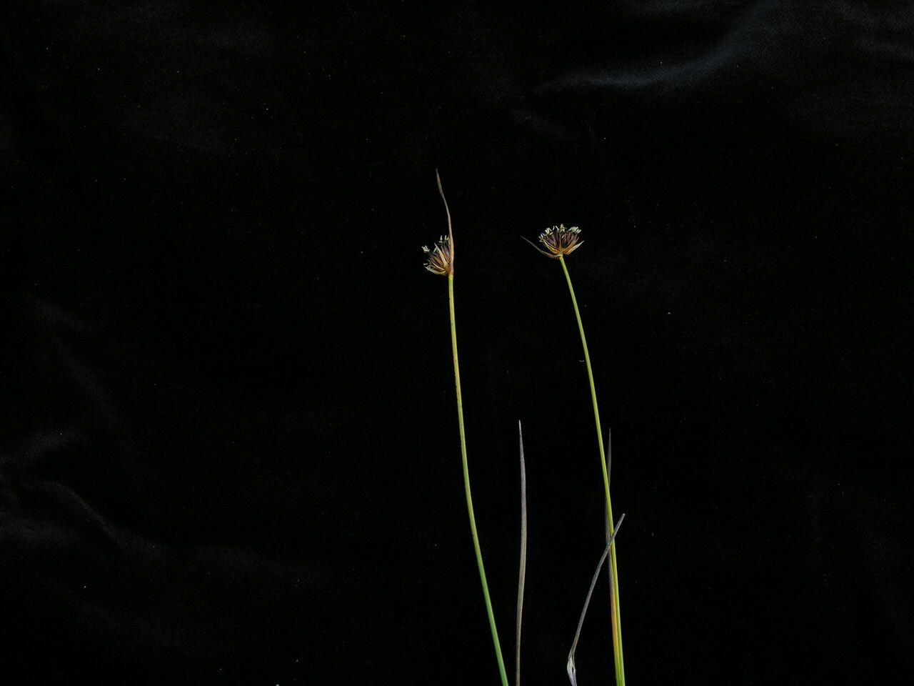 Juncus kingii — houseplant care guide