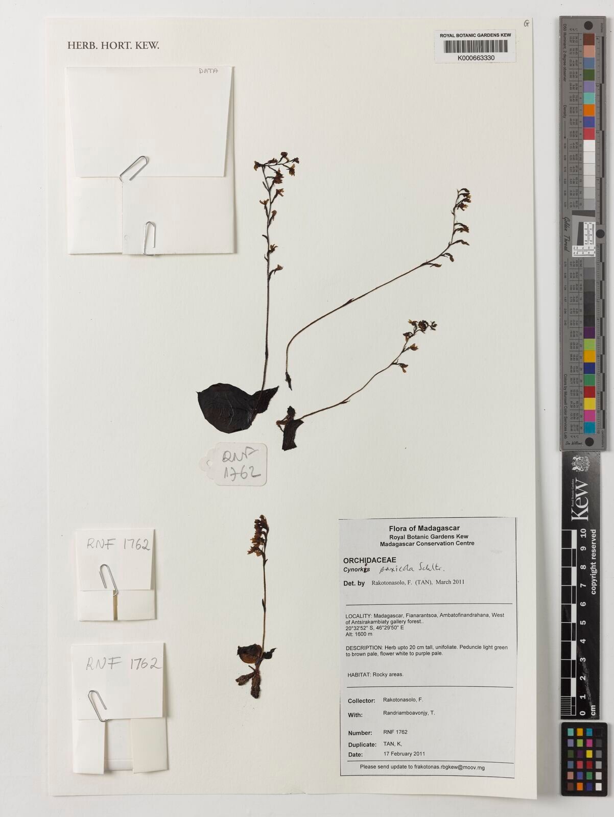 Cynorkis saxicola — houseplant care guide