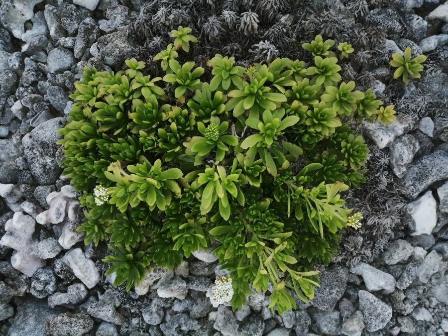 Heliotropium anomalum leaf