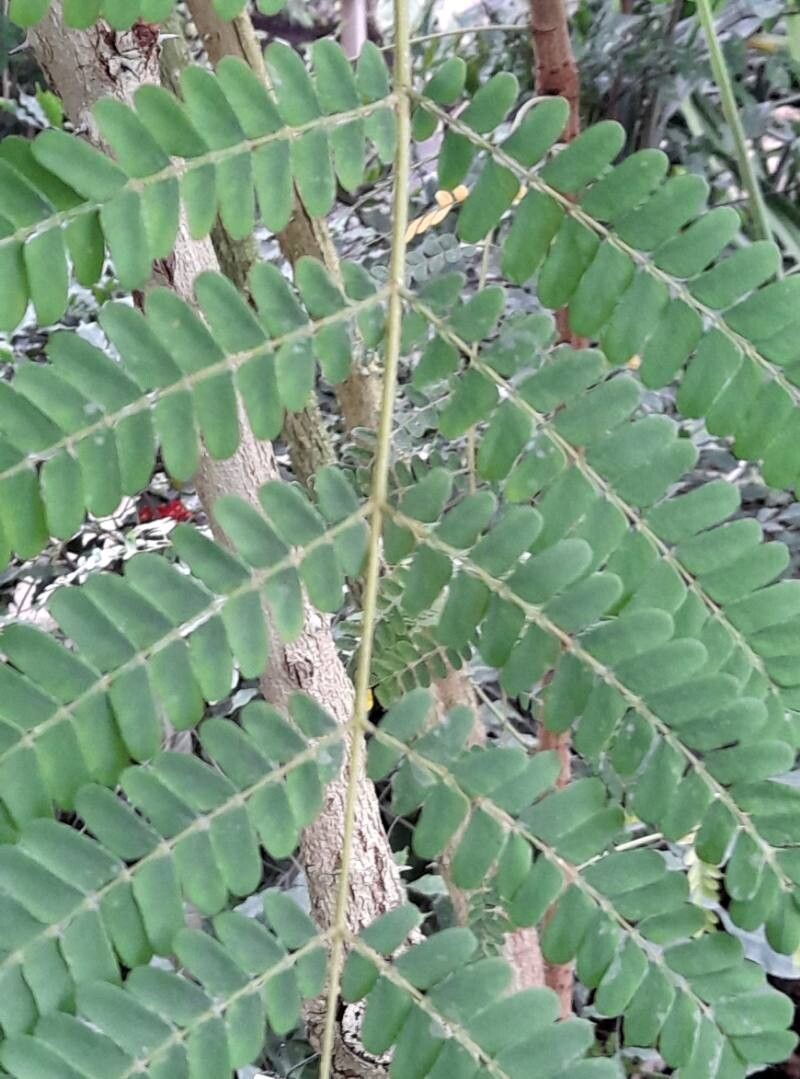 Biancaea sappan leaf