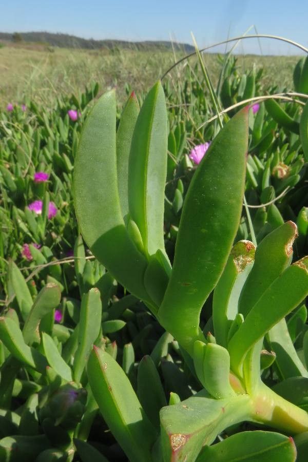 Carpobrotus aequilaterus — related species from the same genus
