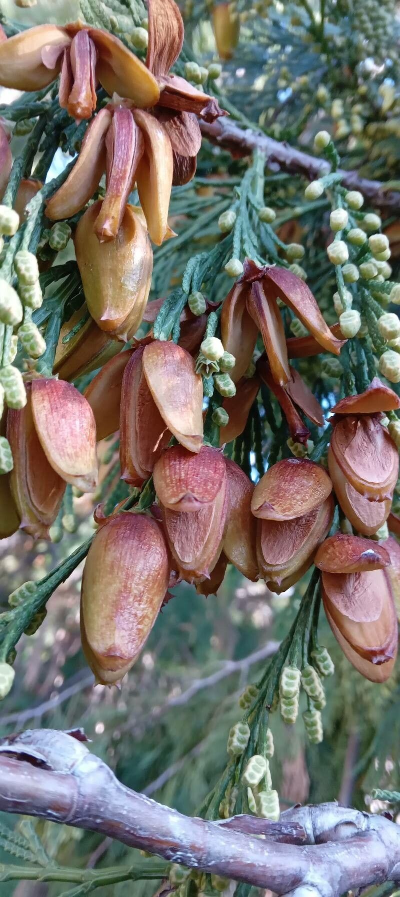 Calocedrus decurrens fruit
