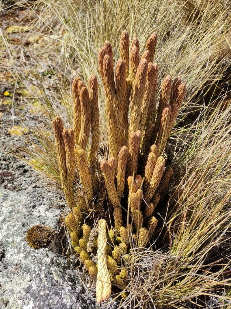 Phlegmariurus crassus habit