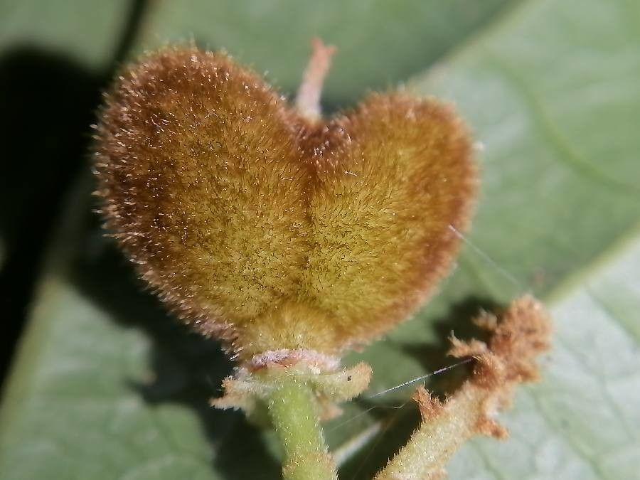 Matayba ingifolia fruit