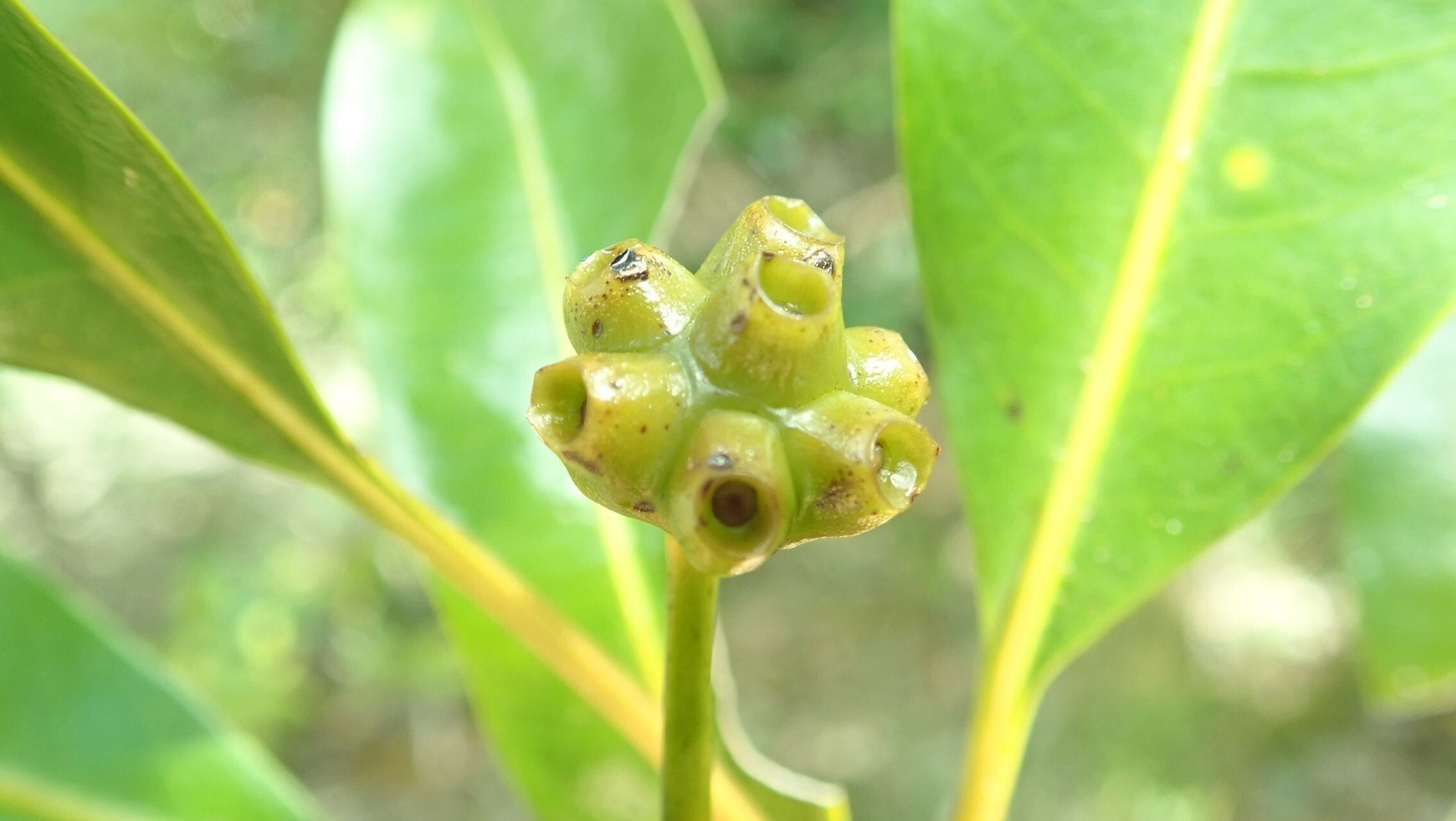 Gynochthodes kanalensis fruit