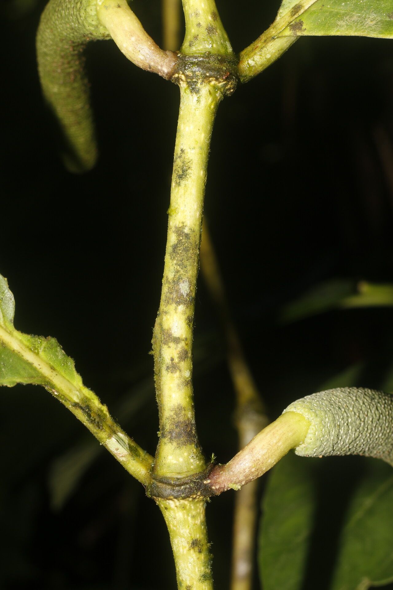 Piper pseudobumbratum bark