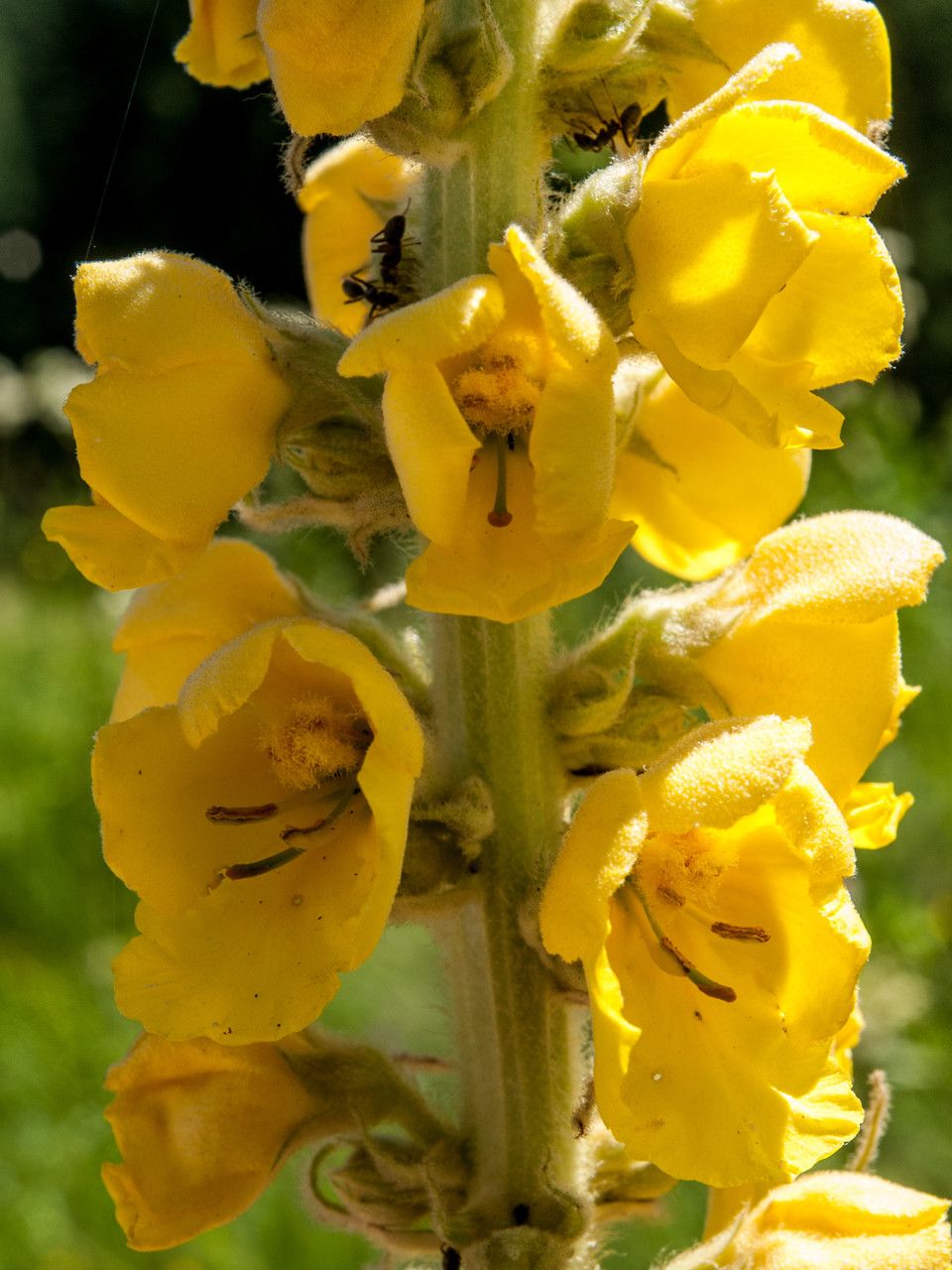 Verbascum macrurum flower