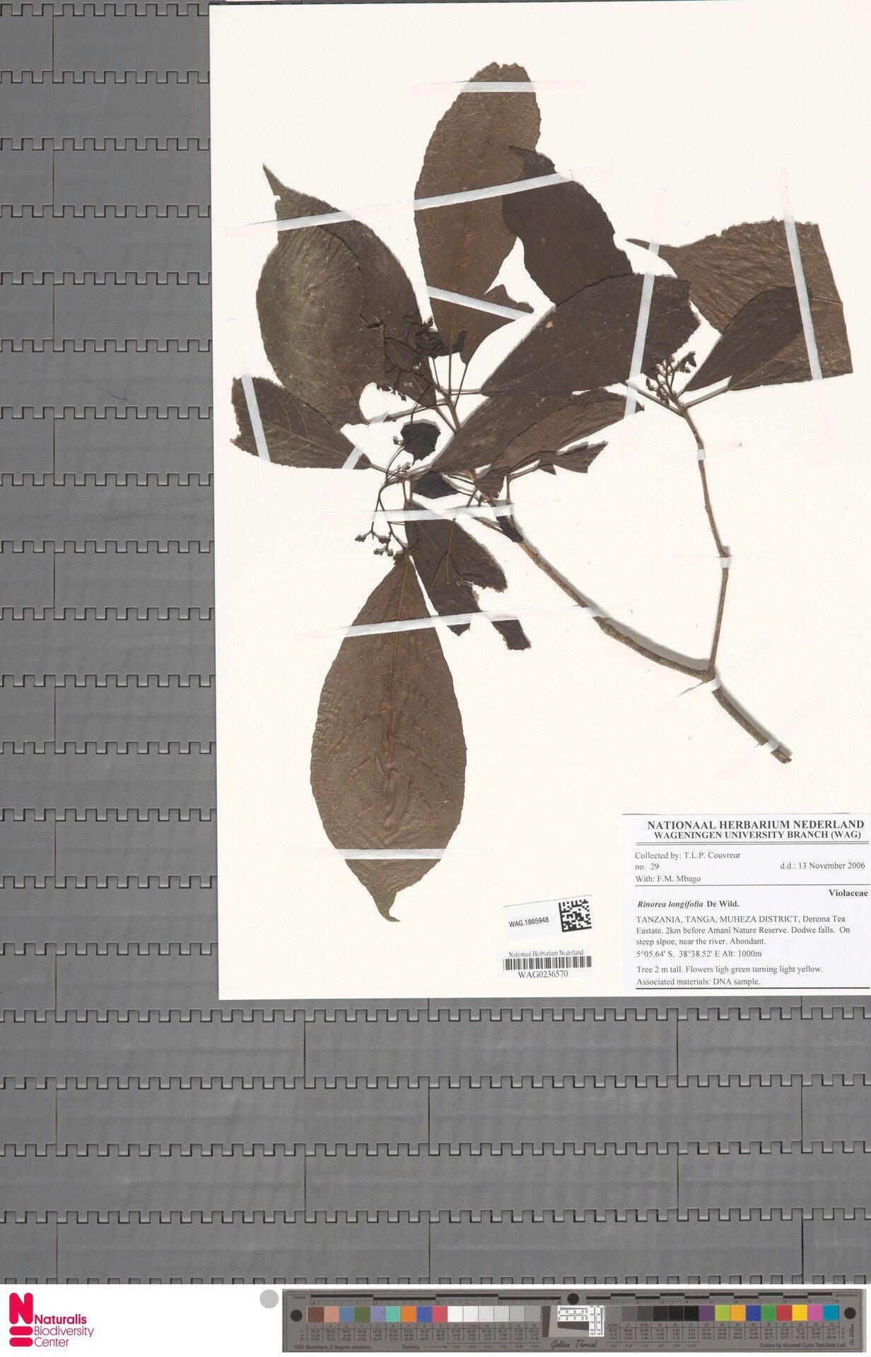 Rinorea longifolia — houseplant care guide