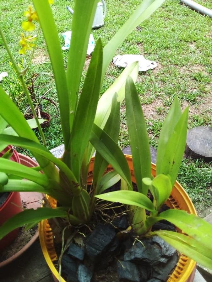 Oncidium baueri leaf