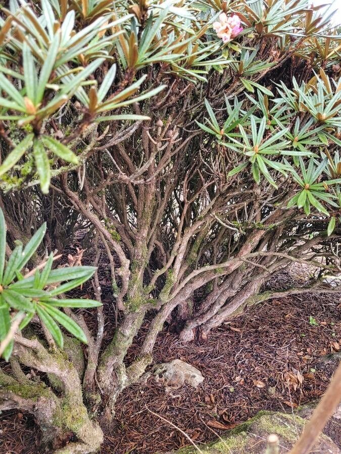 Rhododendron roxieanum bark