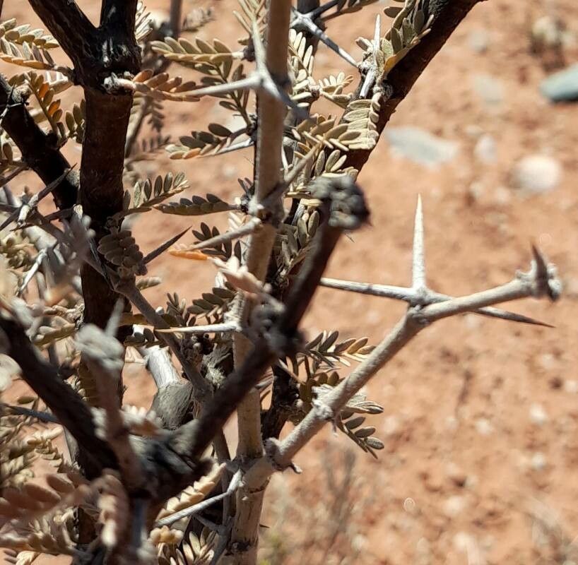 Plectrocarpa tetracantha other
