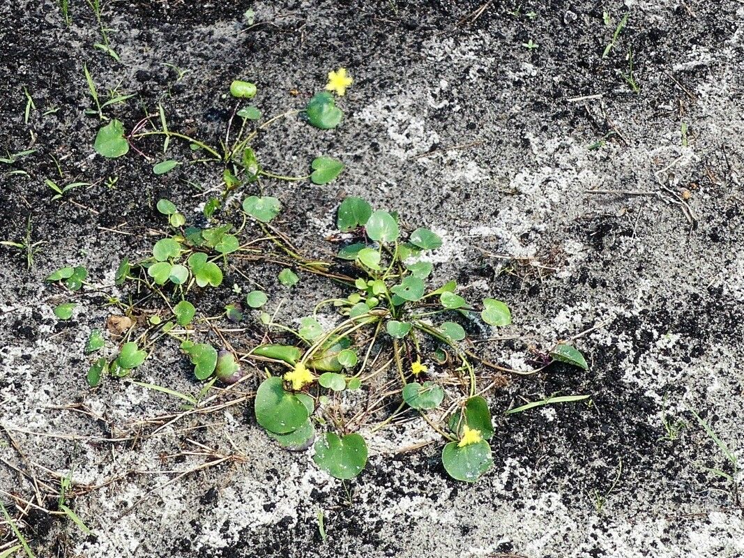 Nymphoides forbesiana habit
