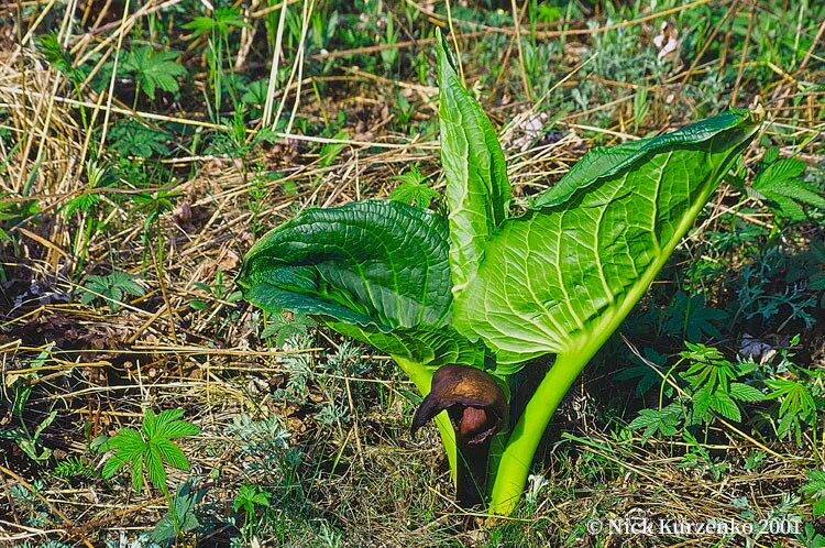 Symplocarpus renifolius habit