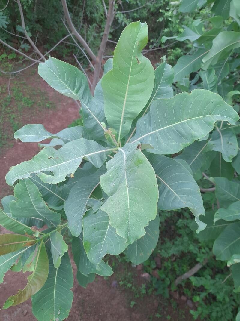Terminalia macroptera leaf