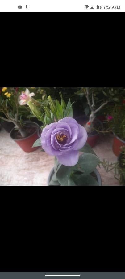 Eustoma exaltatum flower