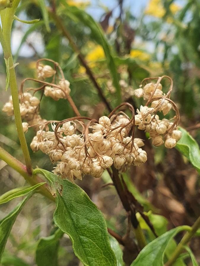 Psiadia punctulata fruit