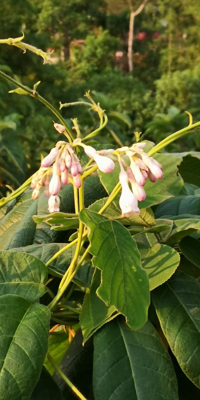 Amalocalyx microlobus — search result for 'Laos'