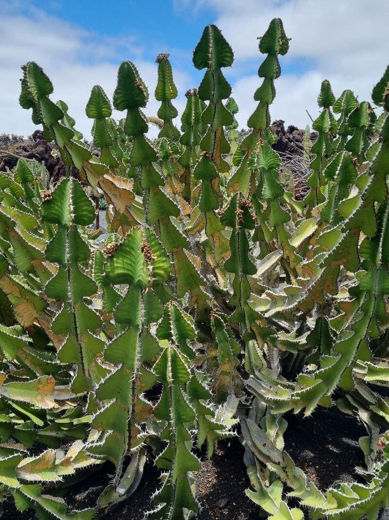 Euphorbia baradii leaf