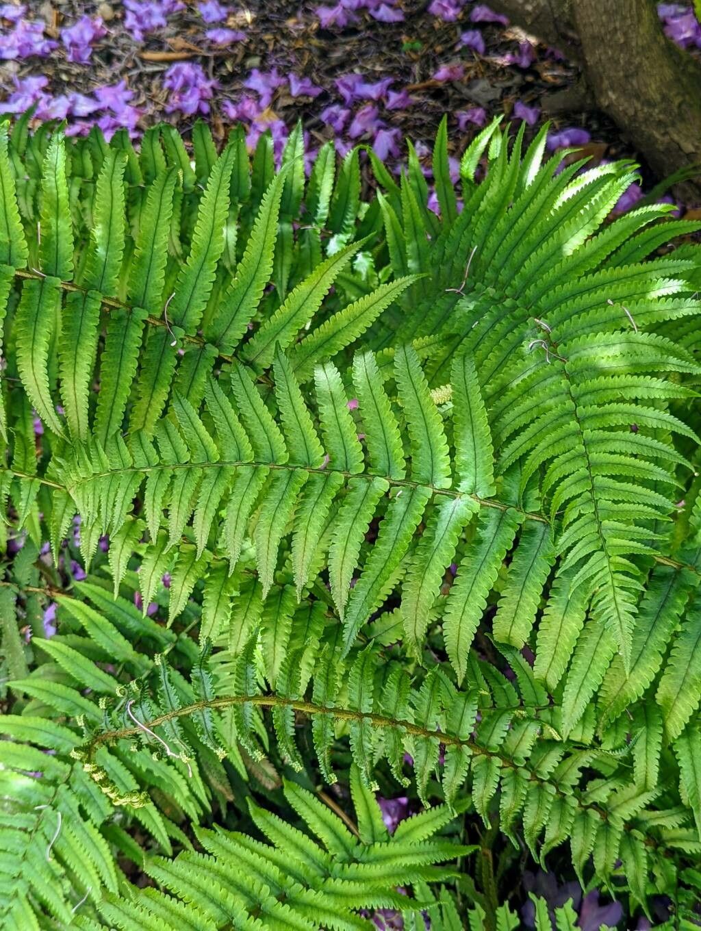 Dryopteris atrata leaf