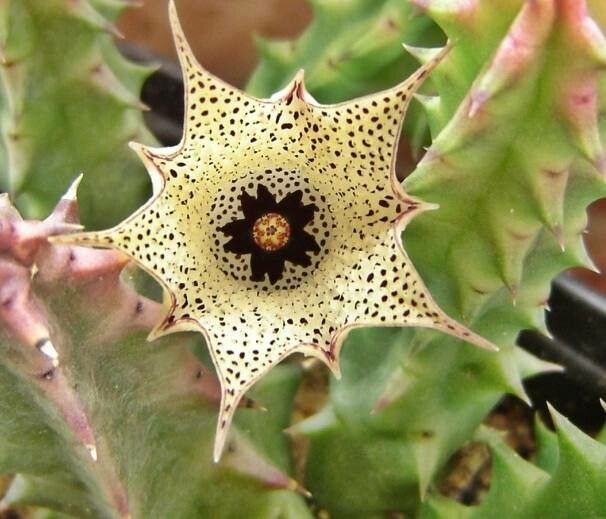 Huernia namaquensis — search result for 'Huernia'