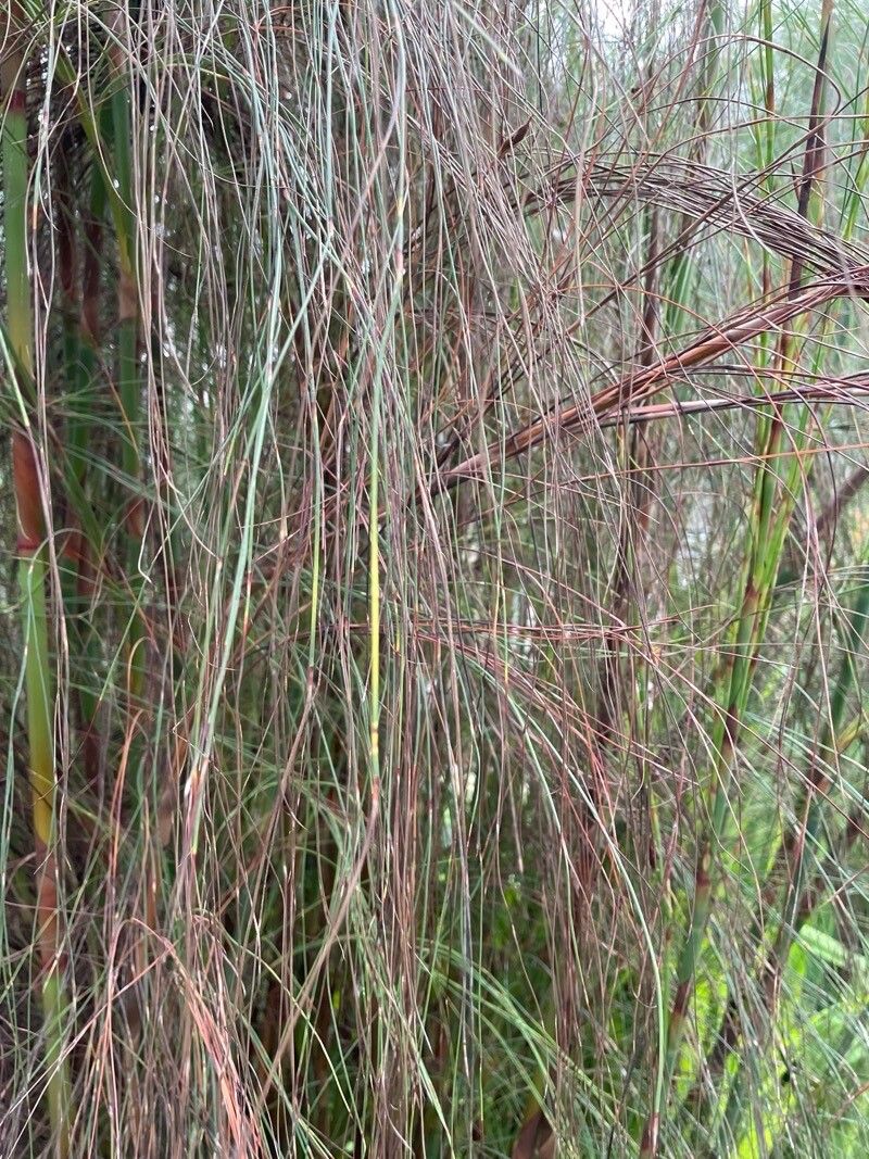 Cannomois virgata — houseplant care guide