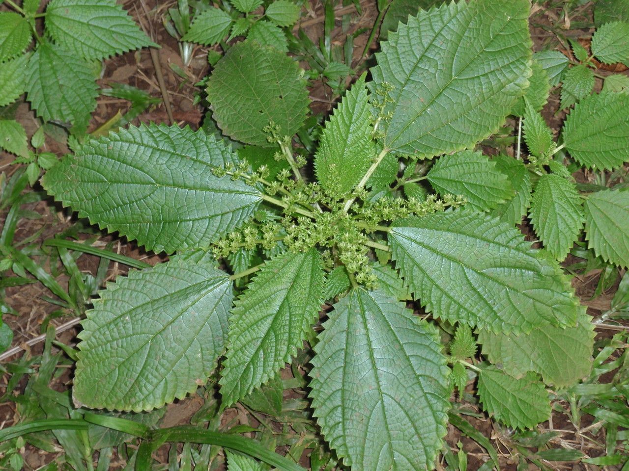 Laportea aestuans leaf