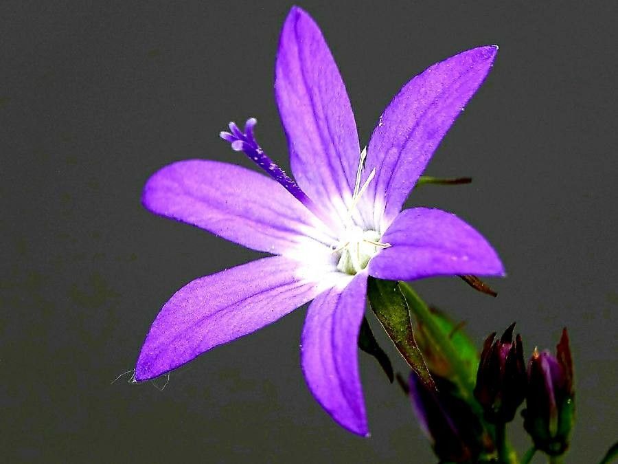 Campanula ramosissima flower