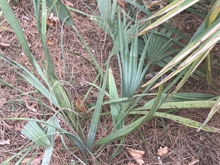 Nannorrhops ritchieana — related species from the same genus