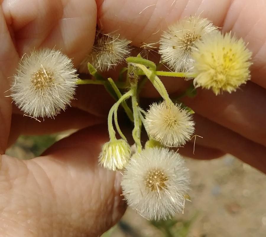 Conyza floribunda flower