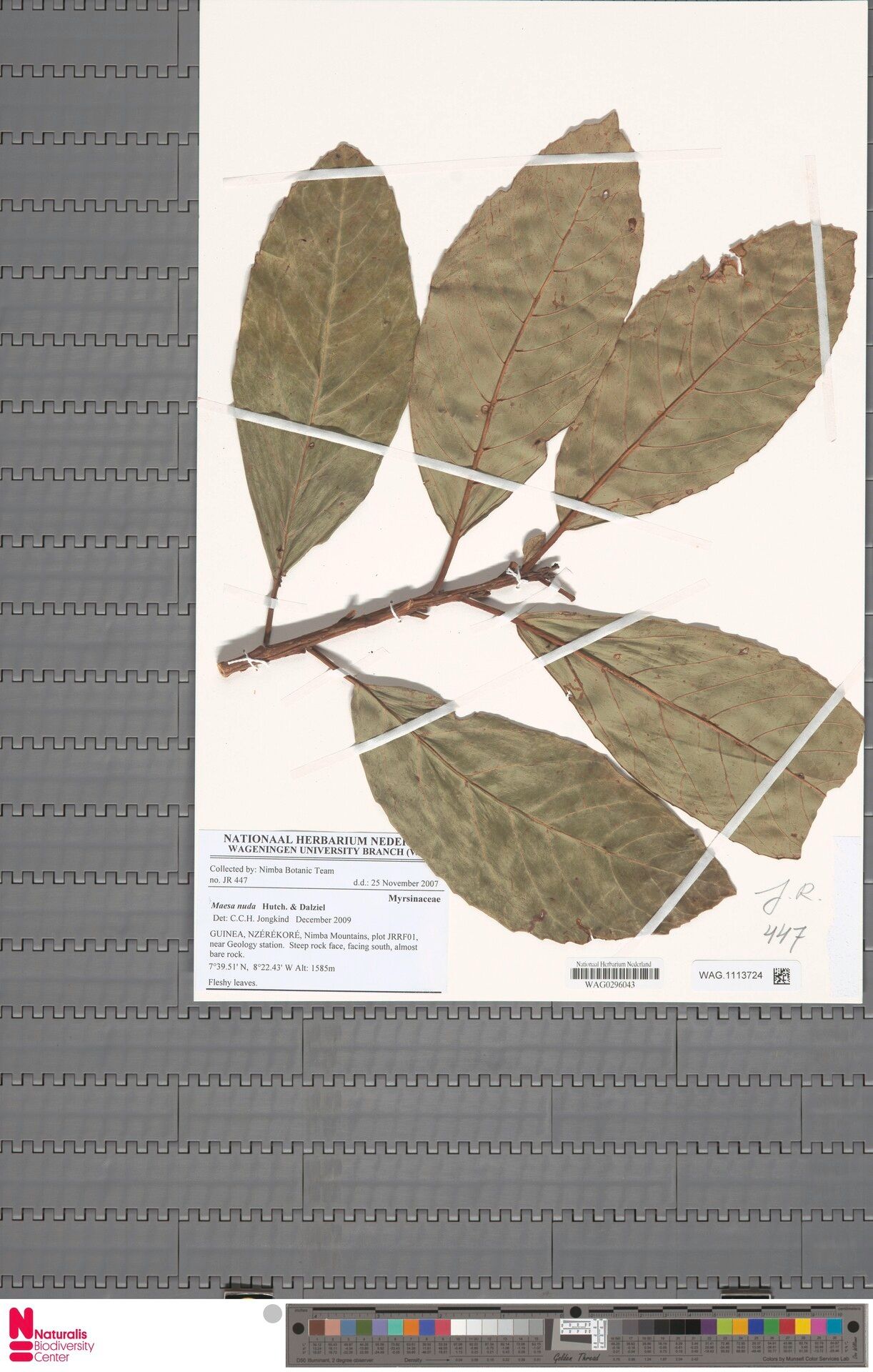 Maesa nuda — houseplant care guide