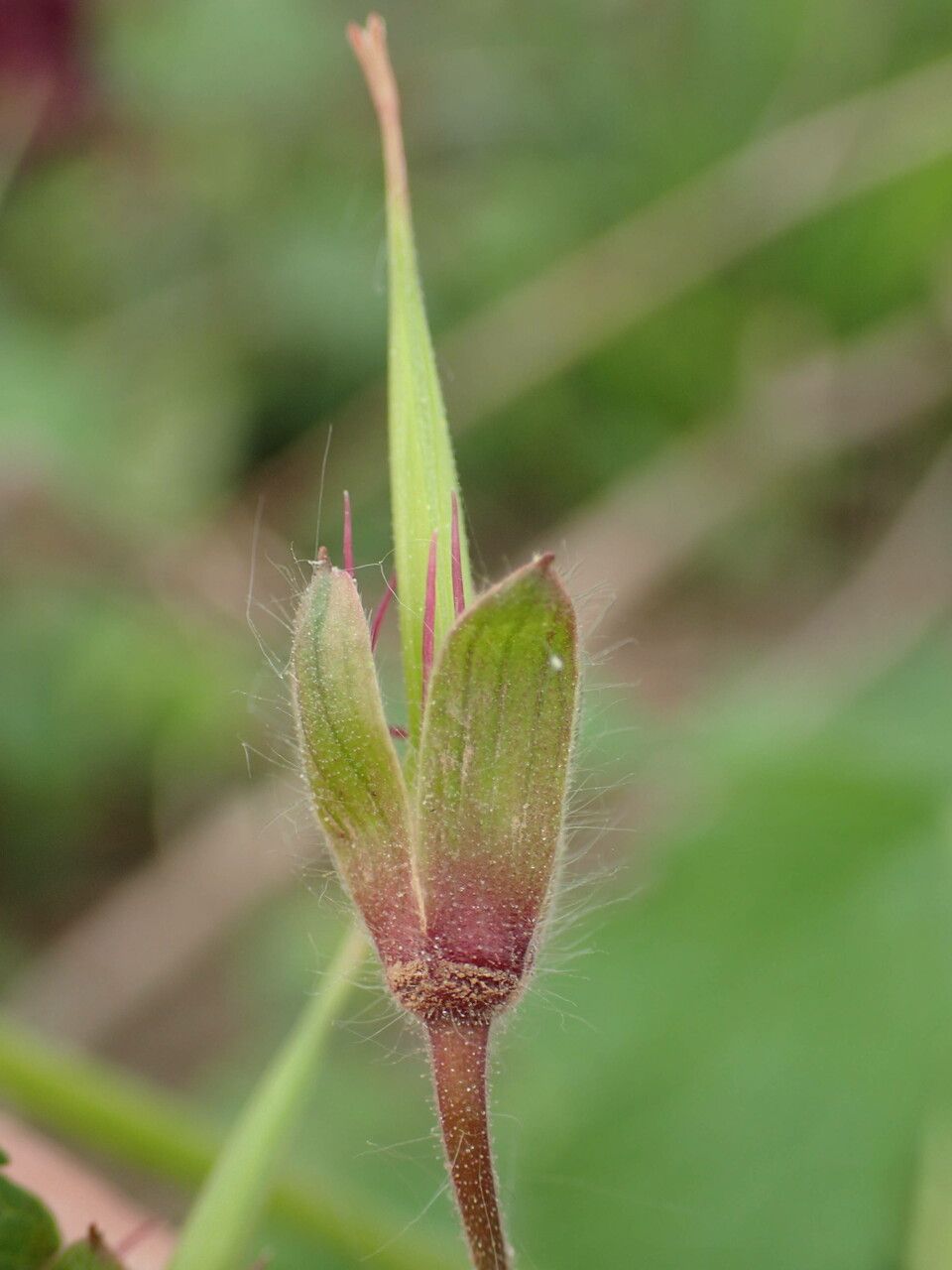 Geranium phaeum fruit