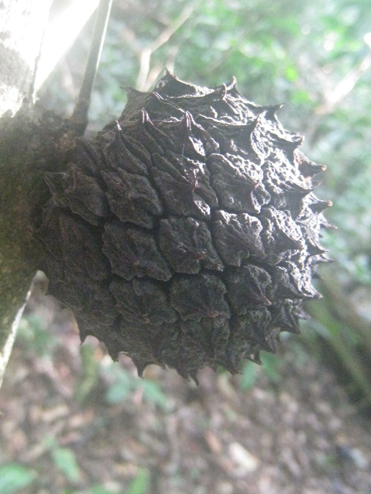 Duguetia yeshidan fruit