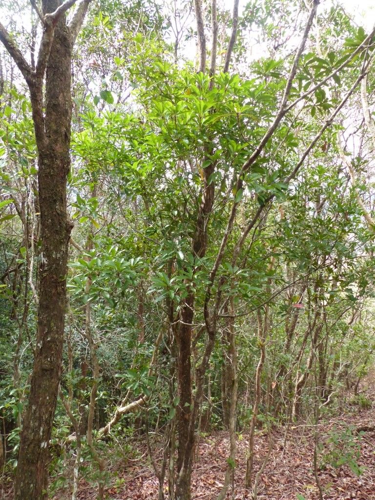 Pittosporum oreophilum — search result for 'Pittosporum'