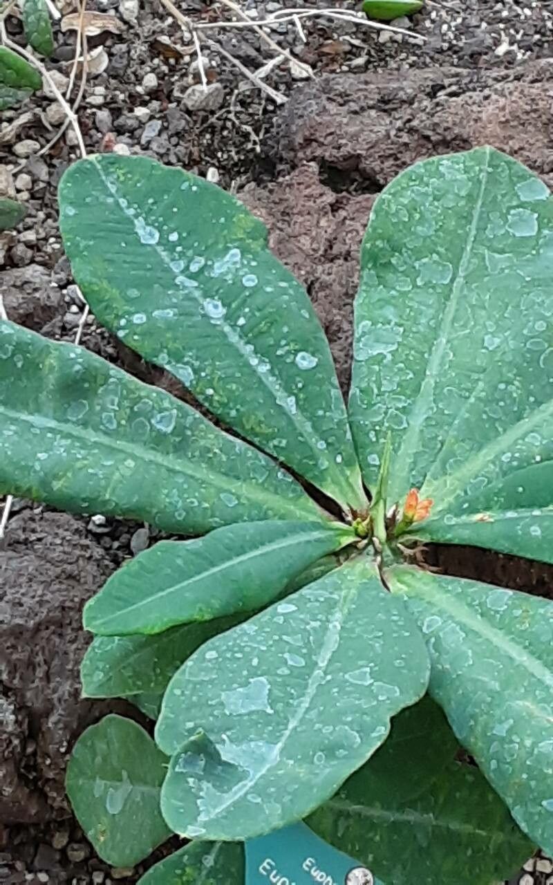 Euphorbia viguieri leaf