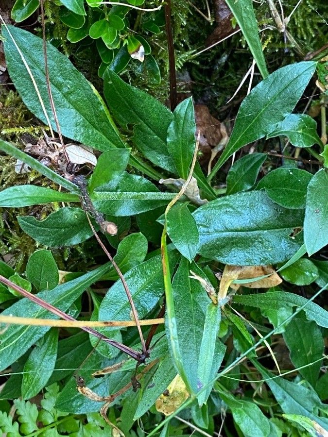 Silene nutans — search result for 'Silene'