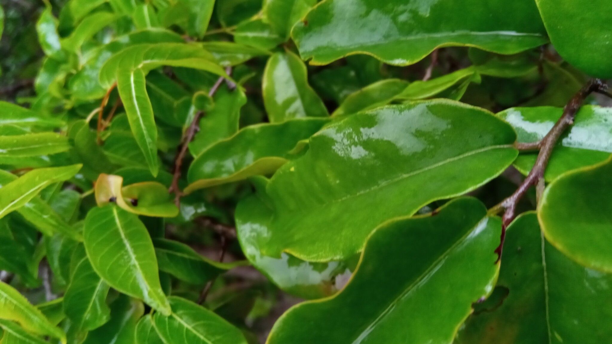 Diospyros bernieriana — houseplant care guide