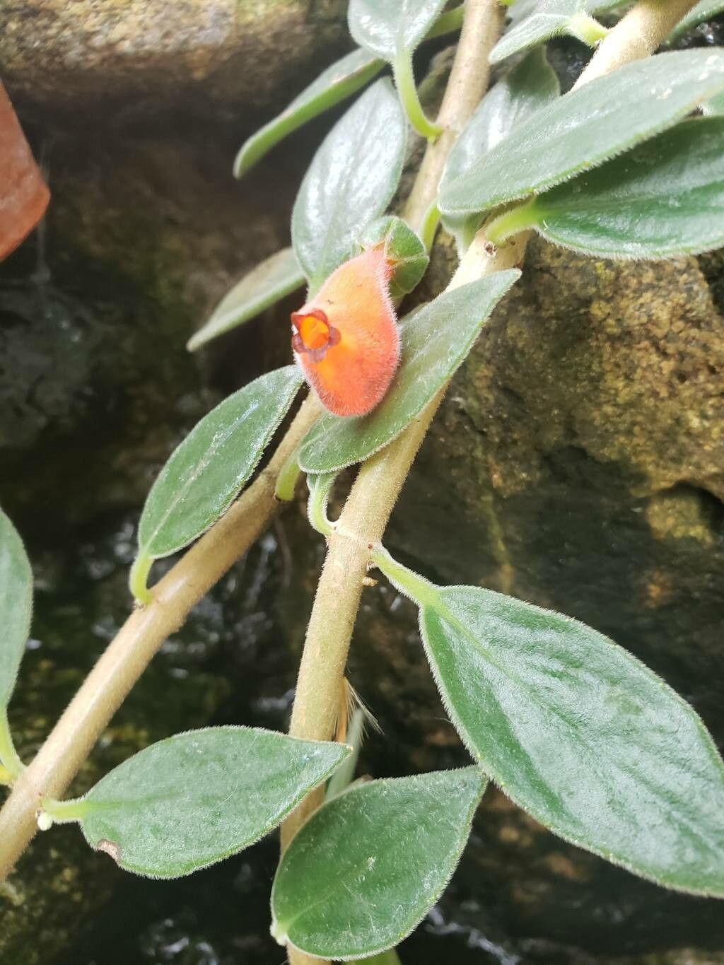 Nematanthus sericeus flower