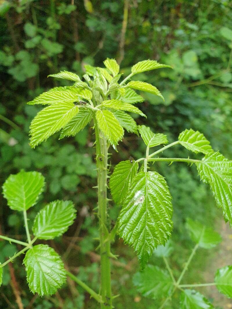 Rubus winteri — houseplant care guide