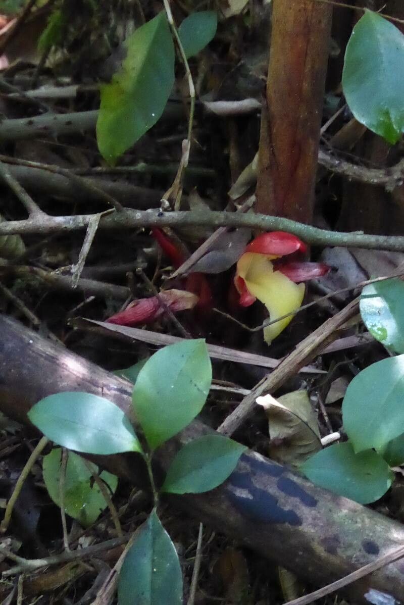Aframomum angustifolium flower