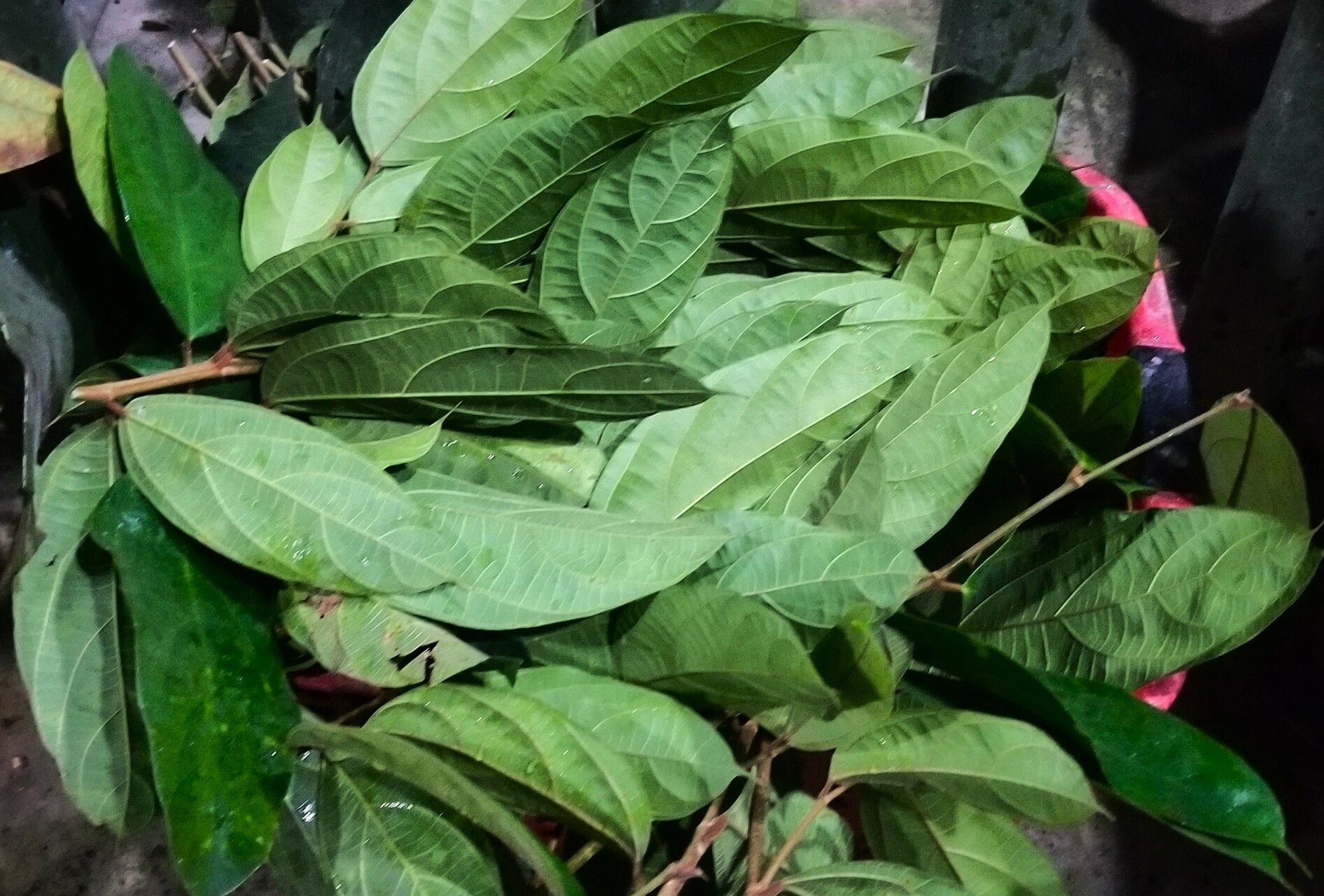 Ficus parietalis — houseplant care guide