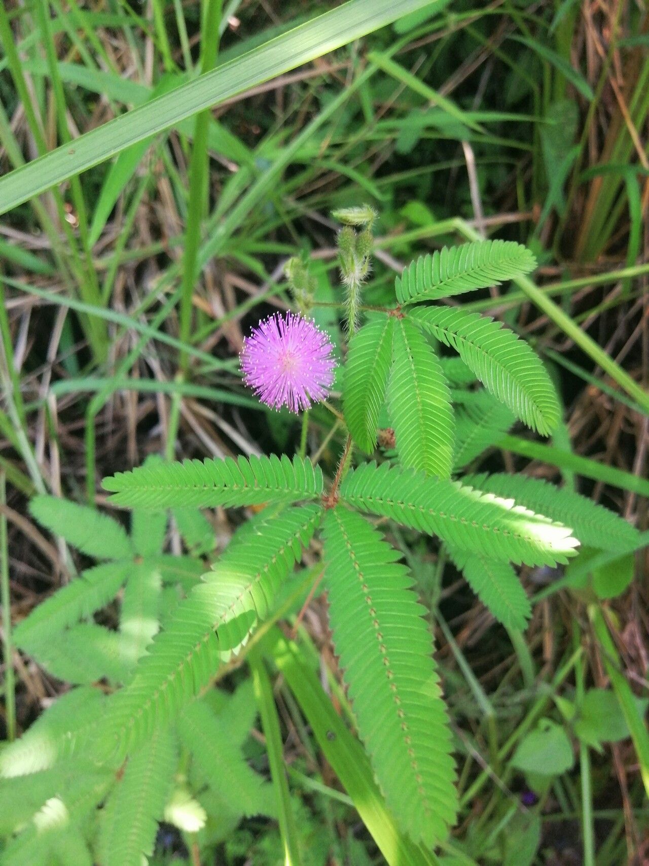 Mimosa xanthocentra flower
