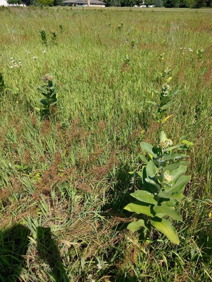 Asclepias latifolia habit