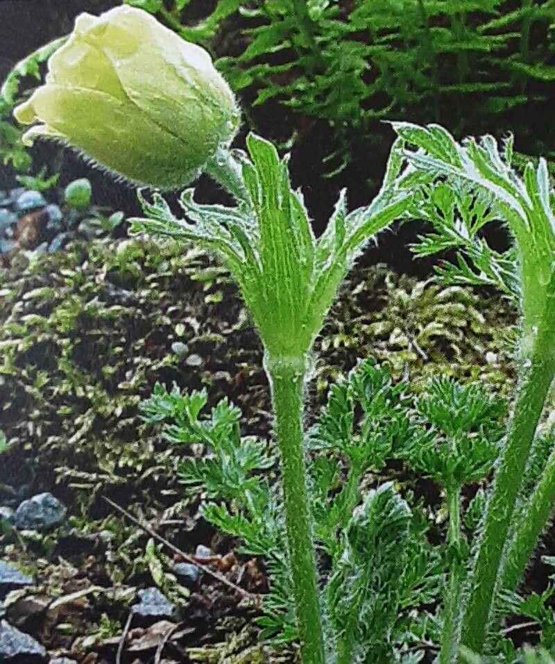 Pulsatilla albana flower
