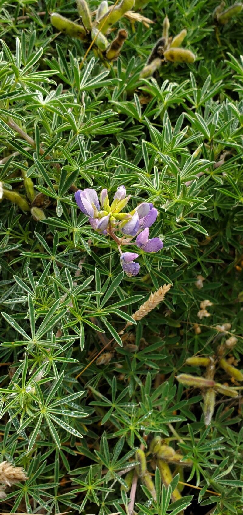 Lupinus variicolor flower
