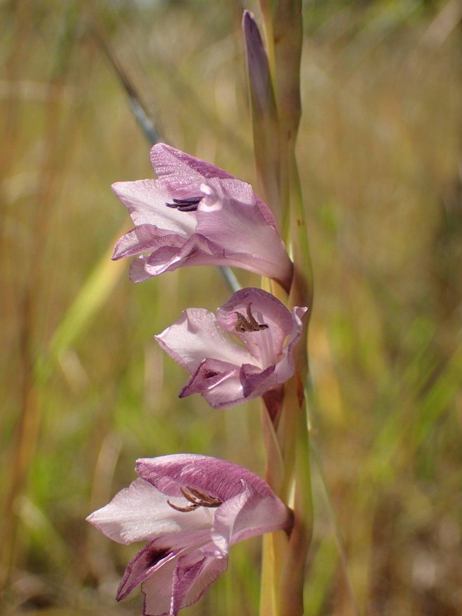 Gladiolus gregarius flower