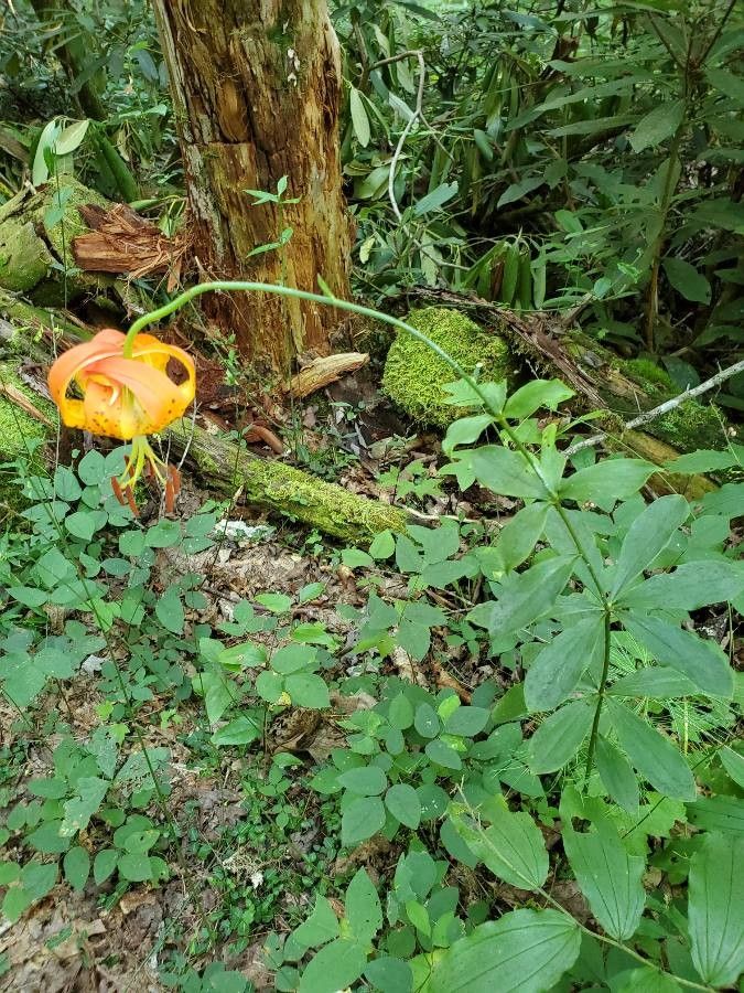 Lilium michauxii leaf