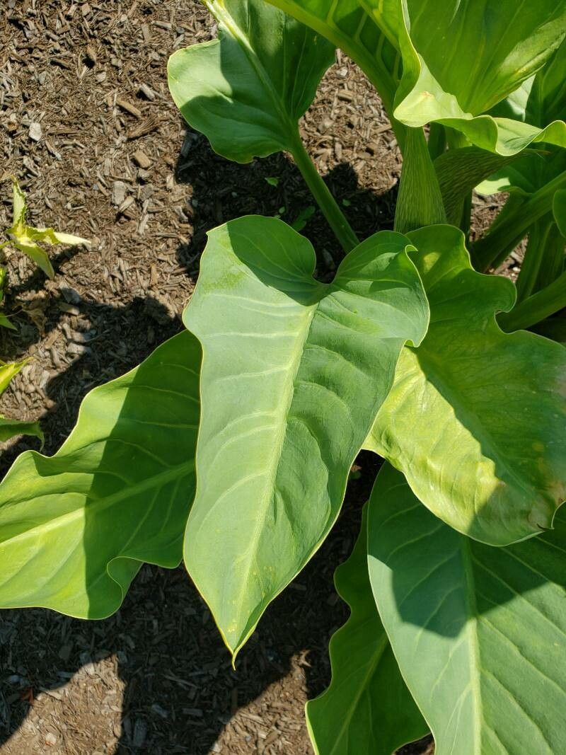 Synandrospadix vermitoxicus leaf
