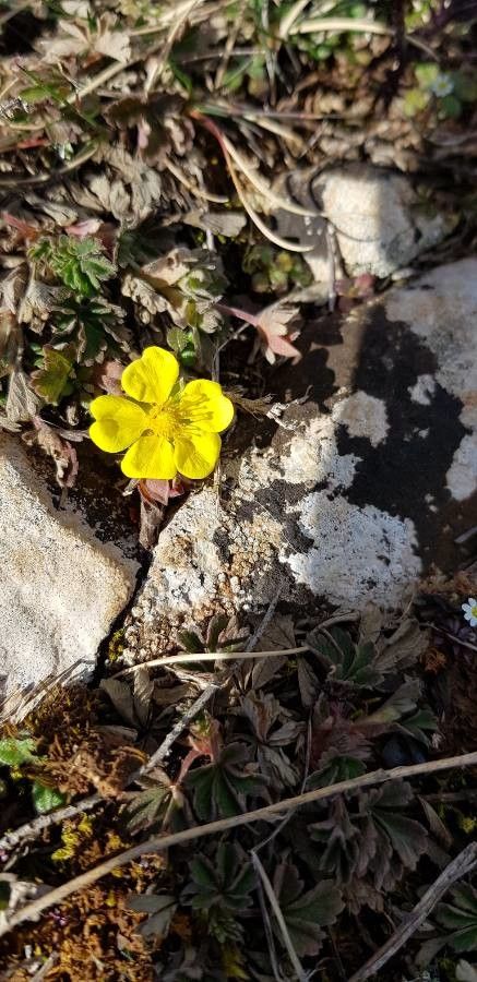 Potentilla pedata flower