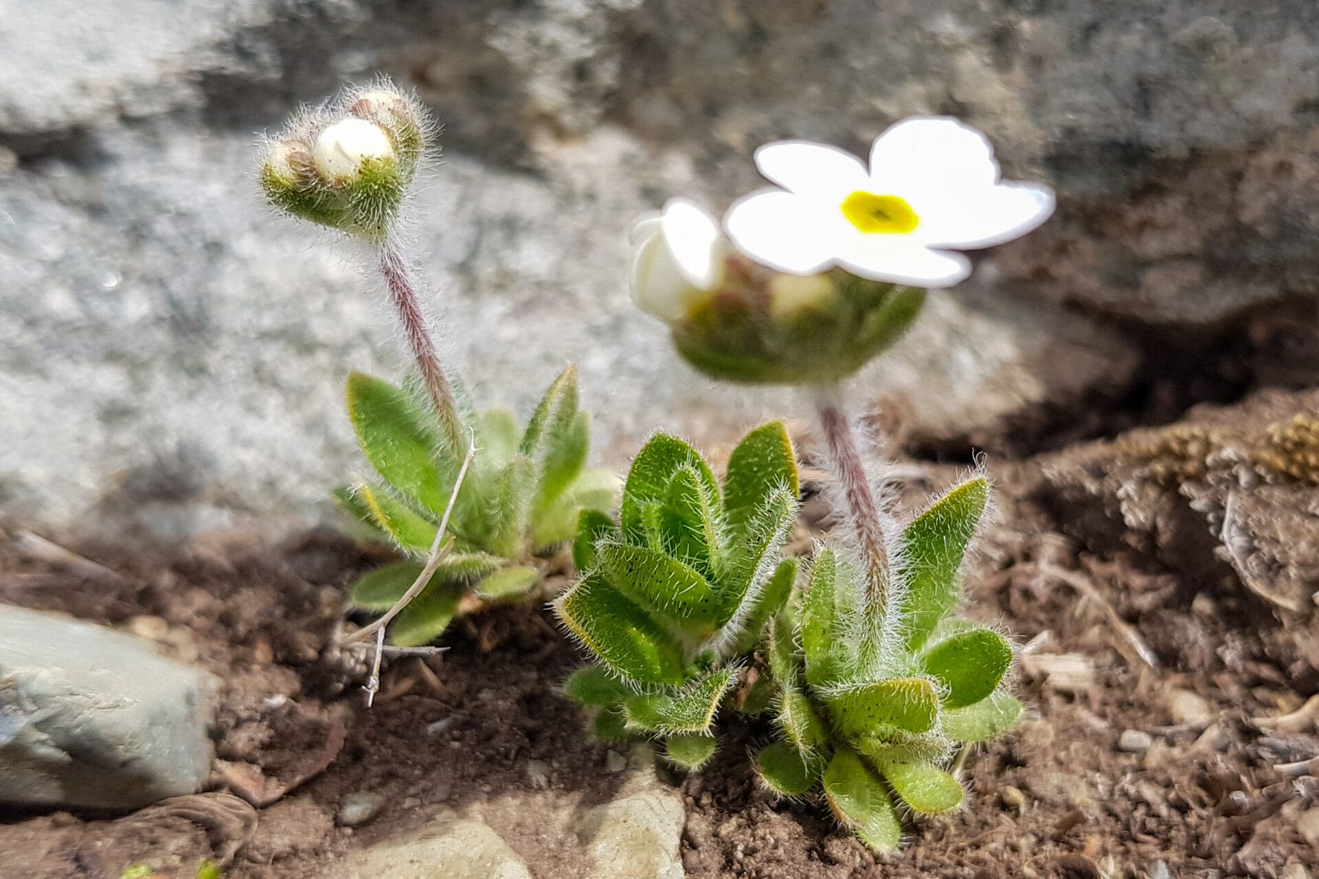 Androsace lehmanniana — houseplant care guide