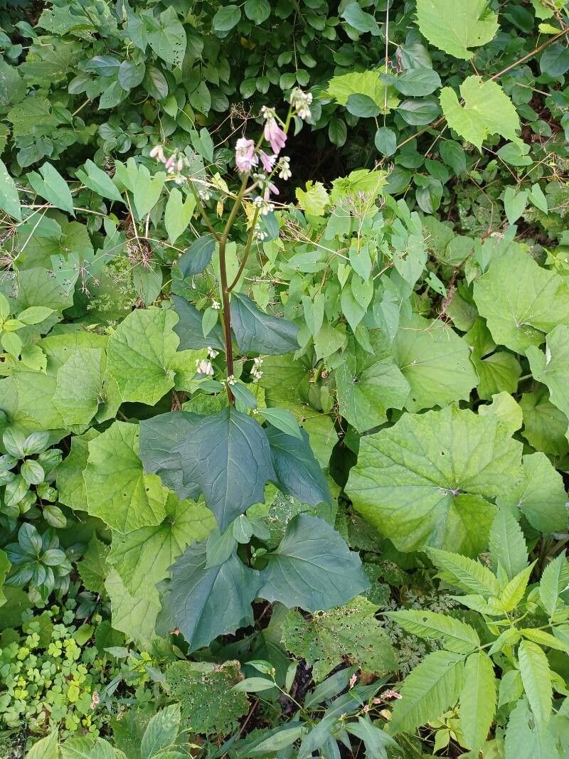 Prenanthes alba flower